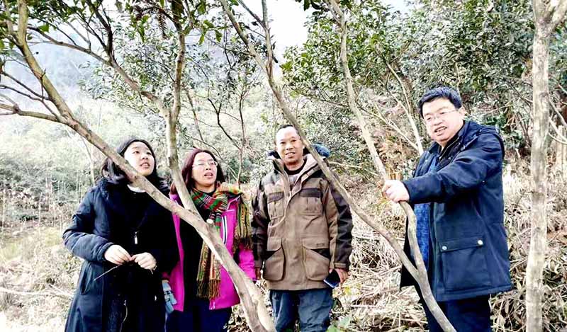 蒙顶麒麟武士图上高山野茶园守护者蒋世祖